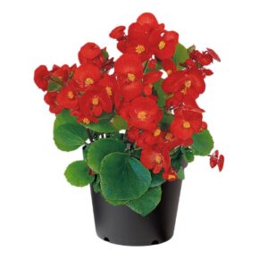 Şeker Begonya Tohumu bakım ipuçları