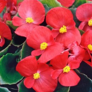 Şeker Begonya Tohumu Banga - Kırmızı Renkli tohumlar