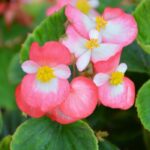 Şeker Begonya Tohumu Banga - Pembe Beyaz Renkli ( 20 Tohum )