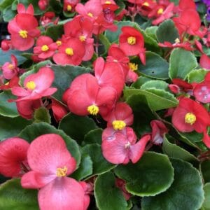 Begonya Tohumu ( Şeker - Yeşil Yaprak ) Pembe Renkli - 40 Tohum