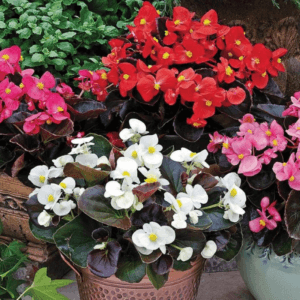 Begonya Tohumu ( Şeker - Kırmızı Yaprak ) Karışık Renkli - 40 Tohum