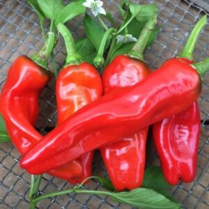 BİBER İSOT ( ÇOKLU TOHUM ) - 5 Gram