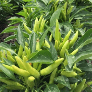 BİBER SÜS YUKARIBAKAN ( ÇOKLU TOHUM ) - 3 Gram