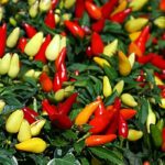 BİBER BİBERİYE (SARI KONİK) ( ÇOKLU TOHUM ) - 3 Gram