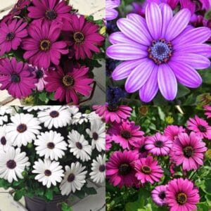 Bodrum Papatyası Tohumu ( Kısa Boylu ) Karışık Renkli - 5 Tohum