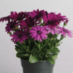 Bodrum Papatyası ( Kalıcı Çok Çiçeklenen ) Mor Renkli - 5 Tohum