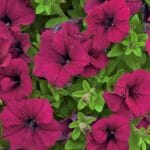 Petunya Çiçeği Tohumu ( İri çiçekli Bodur ) Bordo Renkli - 15 Tohum