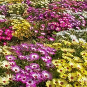 BUZ ÇİÇEĞİ ( ÇOKLU TOHUM ) - 300 Tohum - KARIŞIK Renk