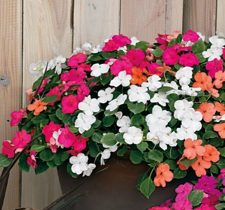 CAM GÜZELİ ( ÇOKLU TOHUM ) – Tohum ekimi, Bakımı ve Faydaları