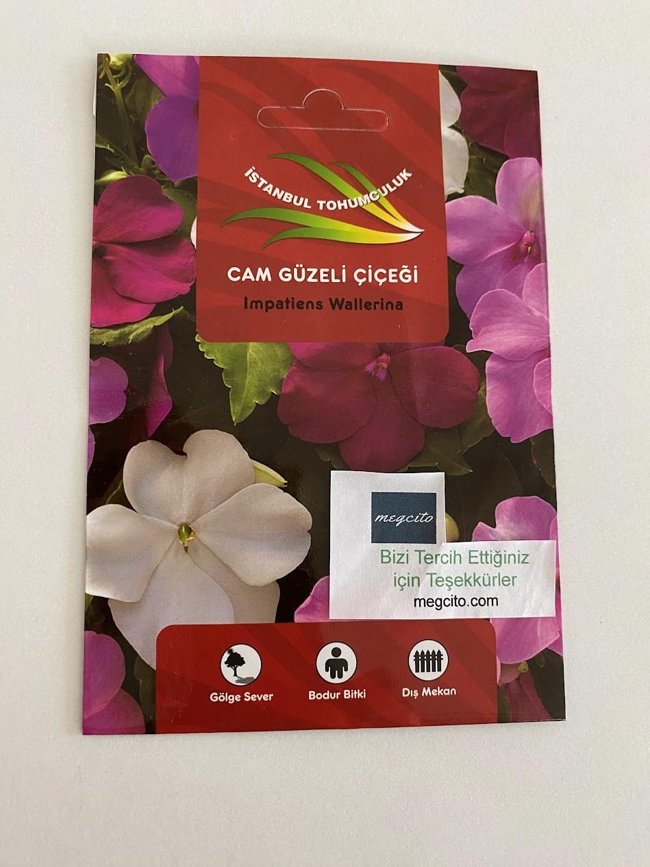 Cam Güzeli tohumları - 2