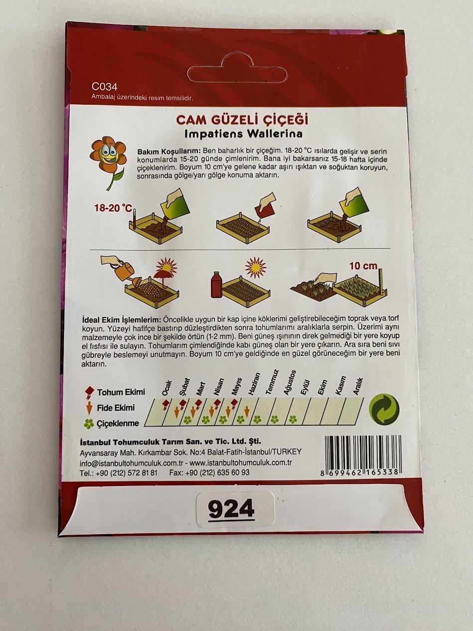 Cam Güzeli tohumları - 3