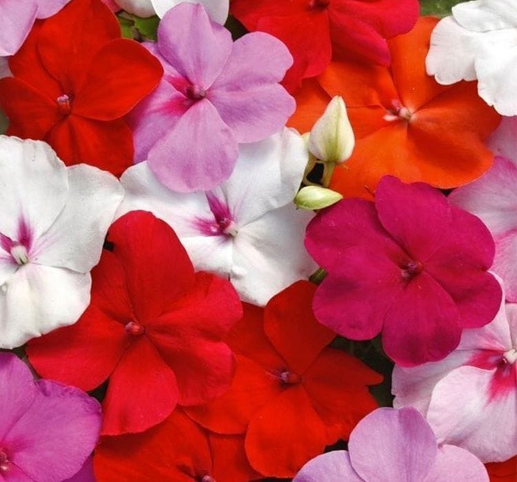 Cam Güzeli Tohumu ( Büyük Çok Çiçekli ) Karışık Renkli – Nasıl Yetiştirilir? Bakım ve Özellikleri Cam Güzeli Tohumu