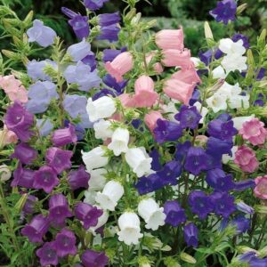 ÇAN ÇİÇEĞİ ( ÇOKLU TOHUM ) - 500 Tohum - KARIŞIK Renk