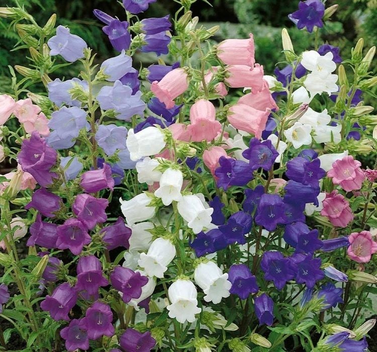 ÇAN ÇİÇEĞİ ( ÇOKLU TOHUM ) – Özellikleri, Bakımı ve Yetiştiriciliği