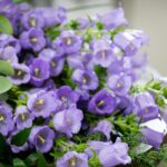 Çan Çiçeği Tohumu ( Mini Maviş ) Leylak Renkli - 5 Tohum