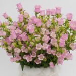 Çan Çiçeği Tohumu ( Mini Maviş ) Pembe Renkli - 5 Tohum