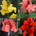 CANNA - TESBİH ÇİÇEĞİ - KARIŞIK ( 5 Tohum )