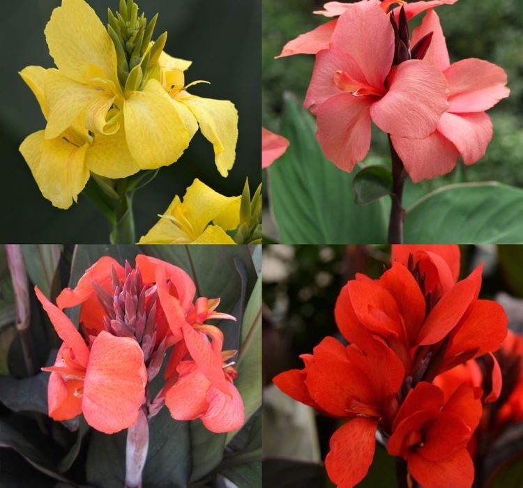 CANNA – Nasıl Yetiştirilir? Bakım ve Özellikleri