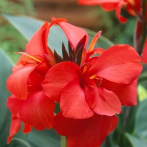 Canna - Tesbih Çiçeği - KIRMIZI ( 1 Tohum )