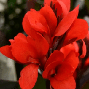 Canna - Tesbih Çiçeği - Bronz Yaprak - KIRMIZI ( 1 Tohum )