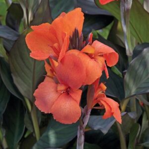 Canna - Tesbih Çiçeği - Bronz Yaprak - TURUNCU ( 1 Tohum )