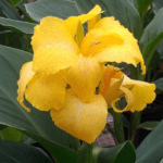 Canna - Tesbih Çiçeği - SARI ( 1 Tohum )