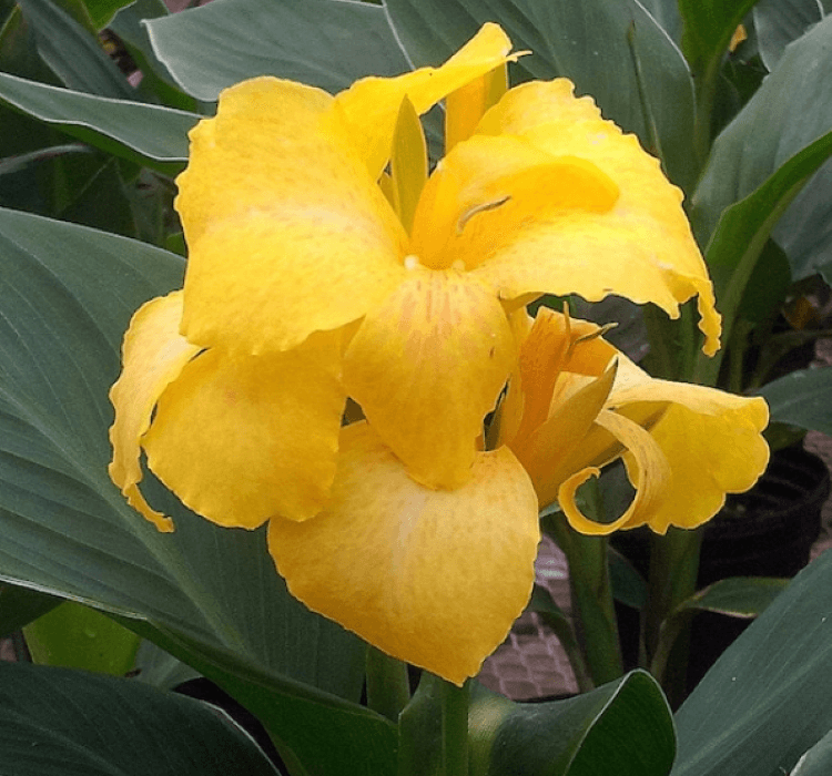 Canna – Tohum ekimi, Bakımı ve Faydaları canna