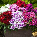 ÇİN KARANFİLİ ( ÇOKLU TOHUM ) - 100 Tohum - KARIŞIK Renk