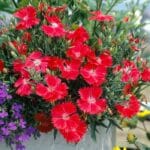 Çin Karanfili ( Kokulu Çok Çiçekli ) - Kırmızı Renkli - 8 Tohum