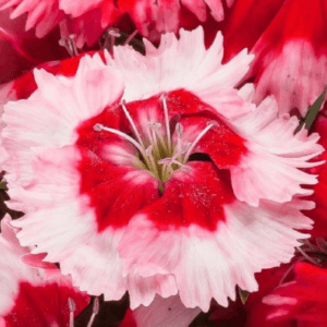 Çin Karanfili ( Kokulu Çok Çiçekli ) - Kırmızı Beyaz Renkli - 8 Tohum