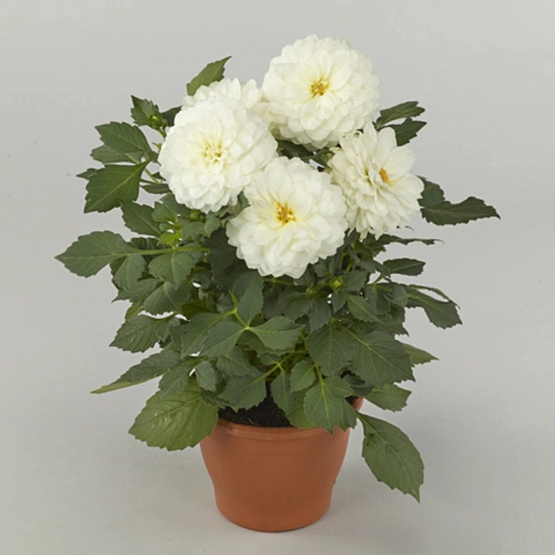 Yıldız Dahlia Çiçeği Beyaz Renk – Nasıl Yetiştirilir? Bakım ve Özellikleri