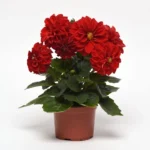 Yıldız Dahlia Çiçeği Kırmızı Renk - Saksılık 5 Tohum