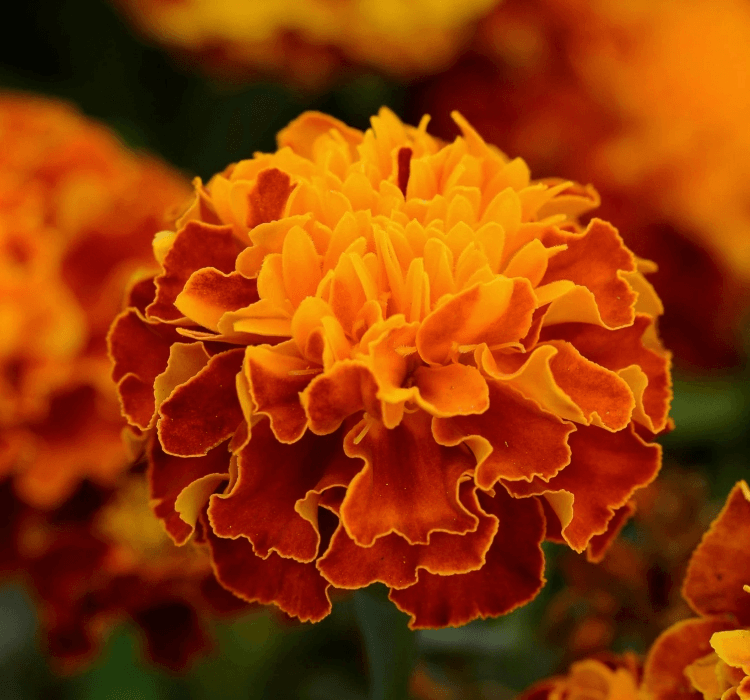 Fransız Kadife Çiçeği Tohumu ( Bodur ) Klasik Renkli – Yetiştirme, Bakım ve Sulama İpuçları