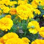 Fransız Kadife Çiçeği Tohumu ( Bodur ) Sarı Renkli - 10 Tohum