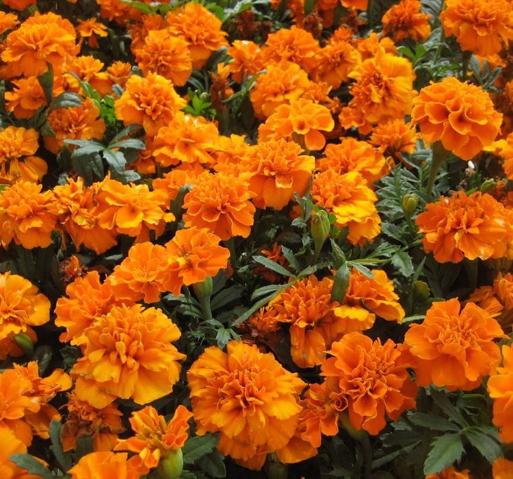 Fransız Kadife Çiçeği Tohumu