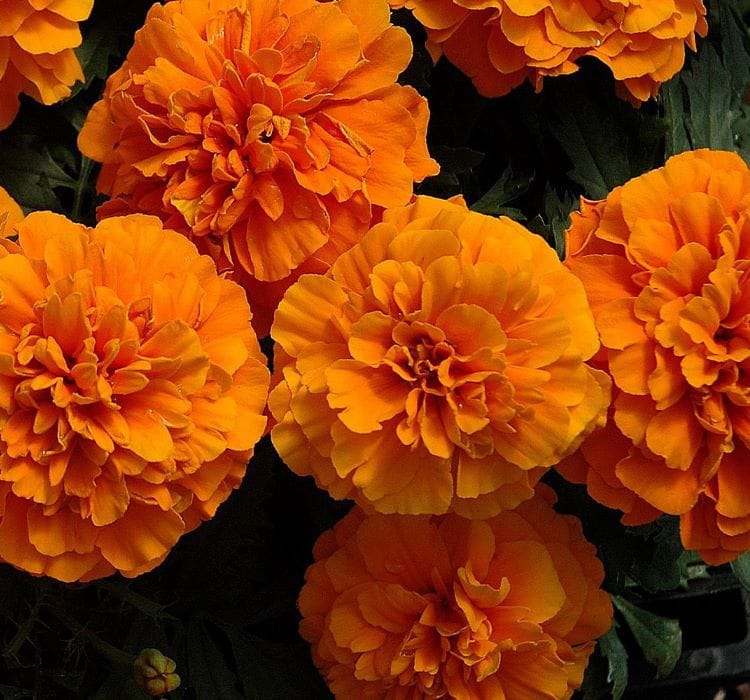 Fransız Kadife Çiçeği Tohumu - 1