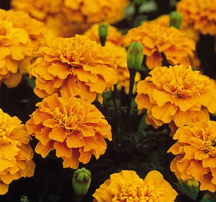 Fransız Kadife Çiçeği Tohumu - 2