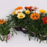 Gazanya Büyük Çiçekli Karışık Renk - Saksılık 5 Tohum