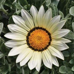 Gazanya Gri Yaprak Beyaz Renk - Saksılık 5 Tohum