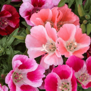 GODETYA ( ÇOKLU TOHUM ) - 300 Tohum - KARIŞIK Renk