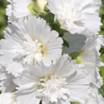 Gülhatmi ( Katmerli Büyük Çiçekli ) - BEYAZ ( 5 Tohum )