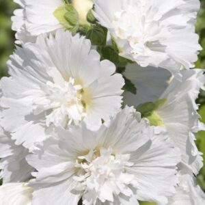 Gülhatmi ( Katmerli Büyük Çiçekli ) - BEYAZ ( 5 Tohum )