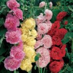 Gülhatmi ( Katmerli Büyük Çiçekli ) - KARIŞIK ( 5 Tohum )