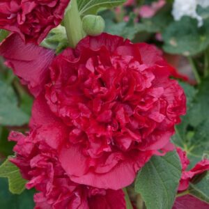 Gülhatmi ( Katmerli Büyük Çiçekli ) - KIRMIZI ( 5 Tohum )