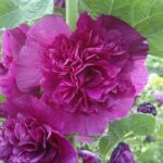 Gülhatmi ( Katmerli Büyük Çiçekli ) - LİLA ( 5 Tohum )