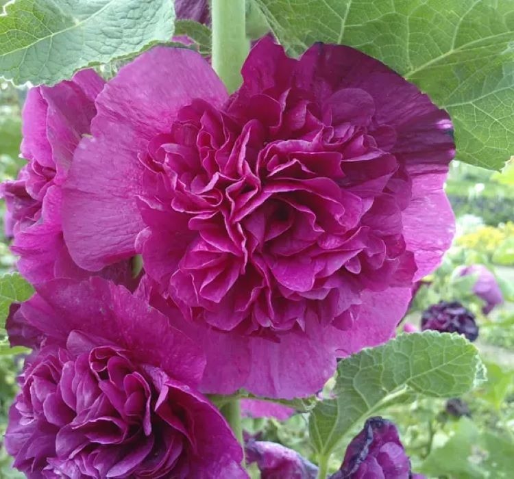 Gülhatmi ( Katmerli Büyük Çiçekli ) Mor Renkli – Nasıl Yetiştirilir? Bakım ve Özellikleri