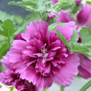 Gülhatmi tohumu ekimi ve bakımı