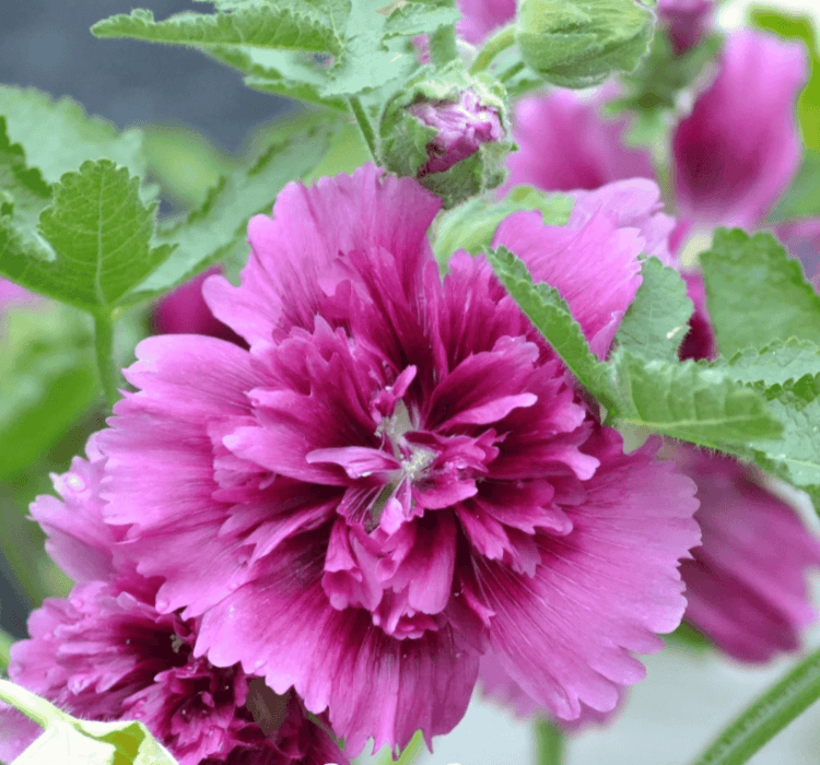 Gülhatmi ( Katmerli Büyük Çiçekli ) – Özellikleri, Bakımı ve Yetiştiriciliği Gülhatmi tohumu ekimi ve bakımı