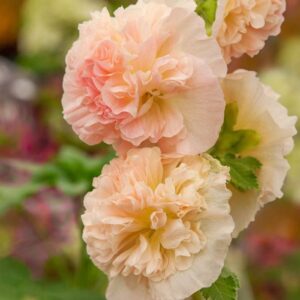 Gülhatmi katmerli büyük çiçekli turuncu tohum