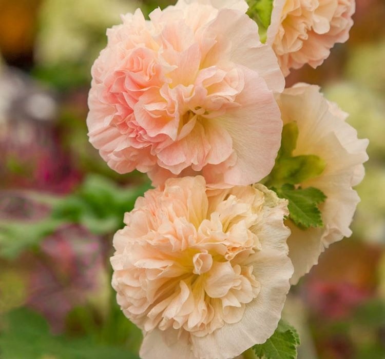 Gülhatmi katmerli büyük çiçekli turuncu tohum